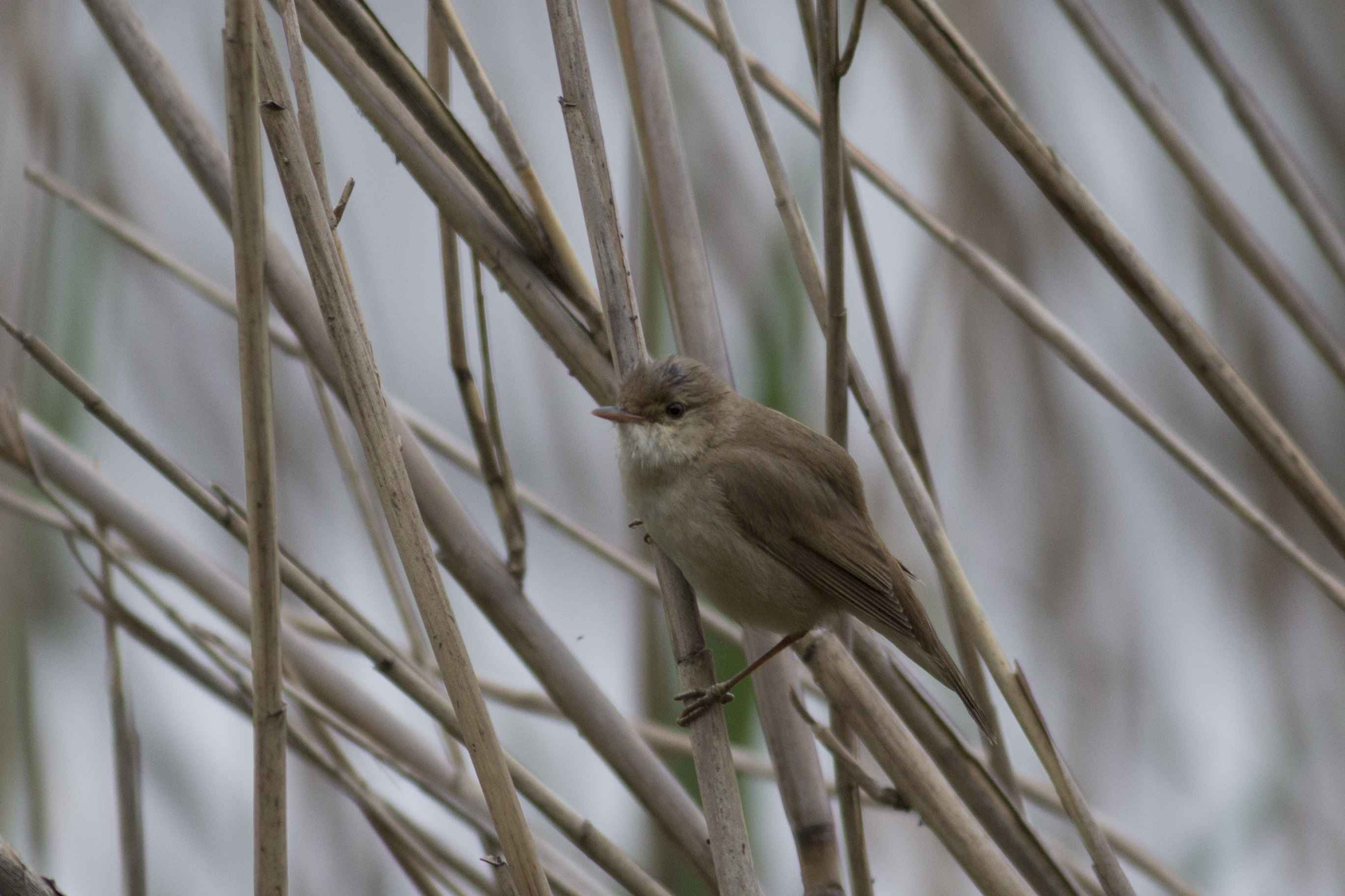 Eurasian Reed Warbler